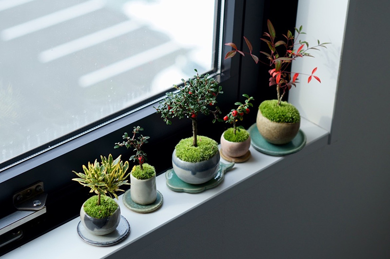 画像: 新年にぴったりの縁起植物。小さな盆栽から始まる、清々しい一年