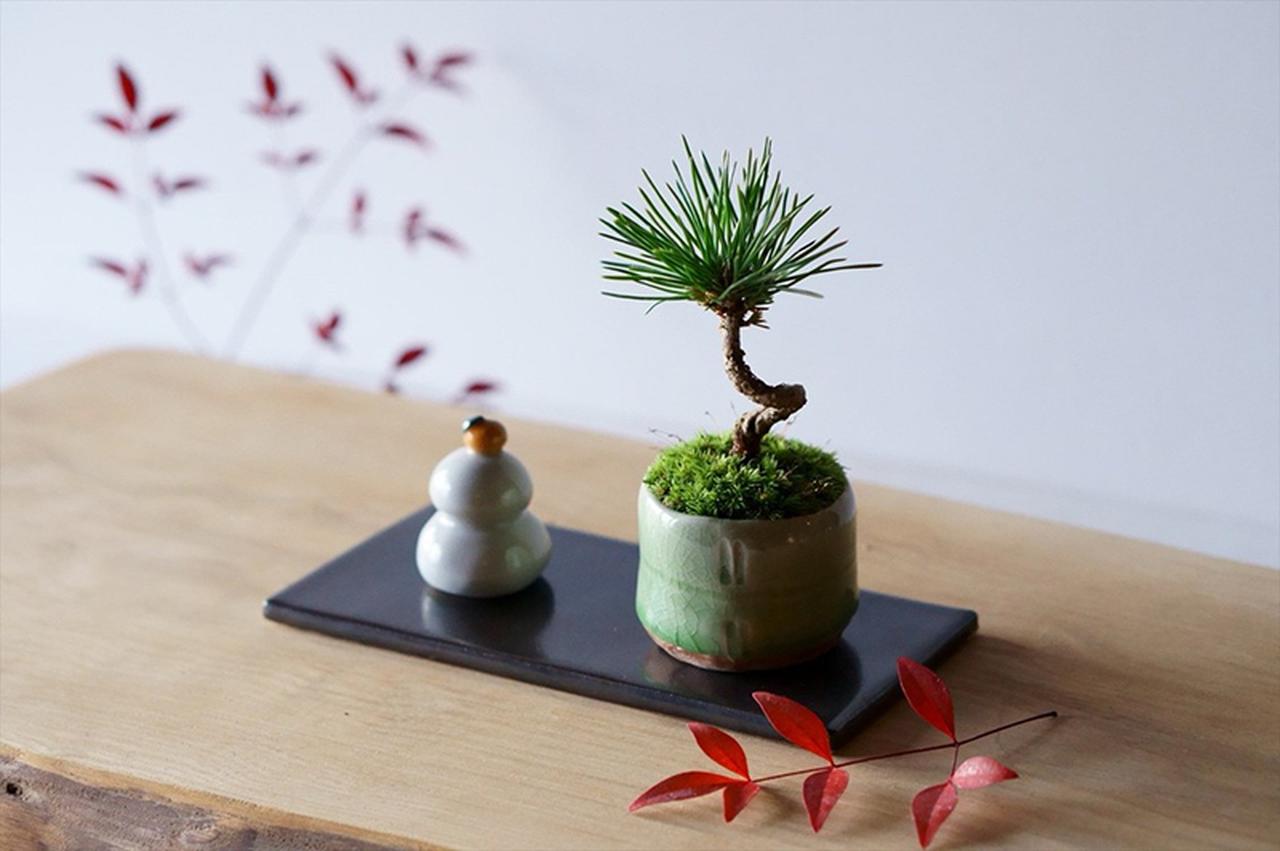 新年に飾りたい“縁起のいい”植物5選。福を呼ぶ「小さな盆栽」で、清々