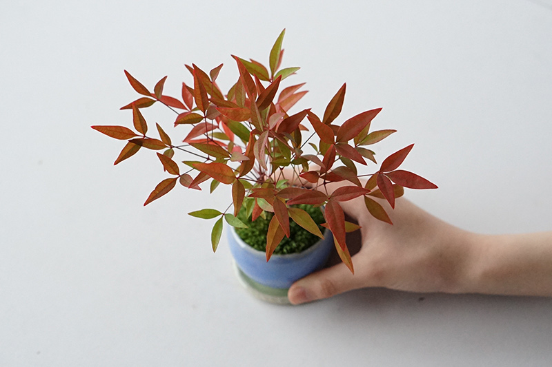 画像: 南天(なんてん) ― “難を転じる” 祈りを込めて