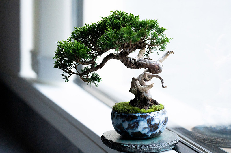 画像: 真柏(しんぱく) ― 神域とつながる木