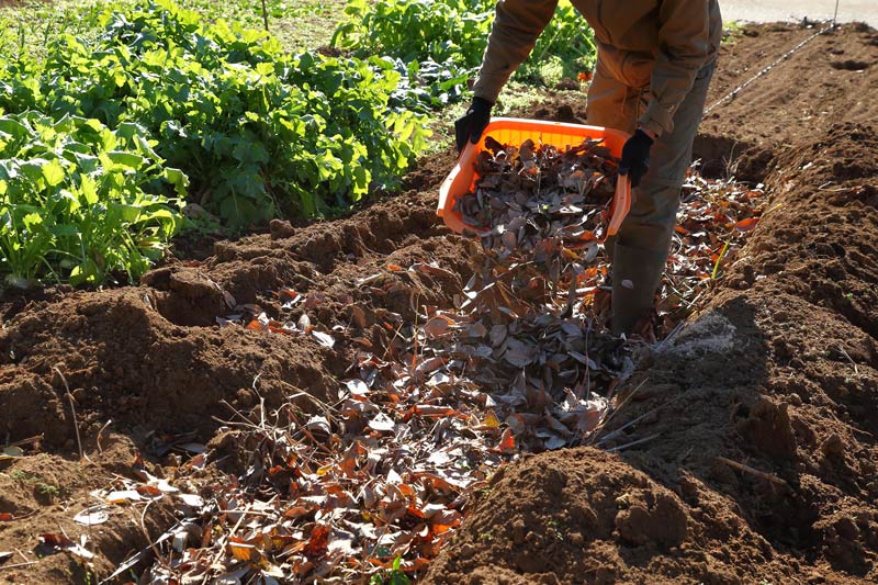 画像: 畝に落ち葉を埋め込む土壌改良 野菜がよく育つ落ち葉床の3つの効果