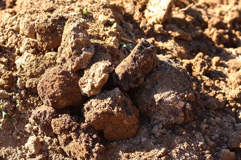 画像5: 落ち葉床のつくり方