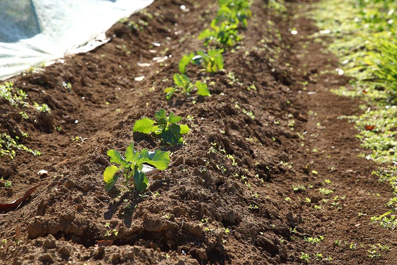 画像7: 落ち葉床のつくり方