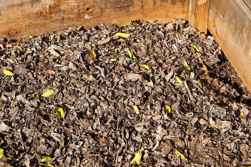 画像: コンポスト・ビンで分解していく落ち葉。落ち葉堆肥、また腐葉土とよばれ、土壌改良に役立つ