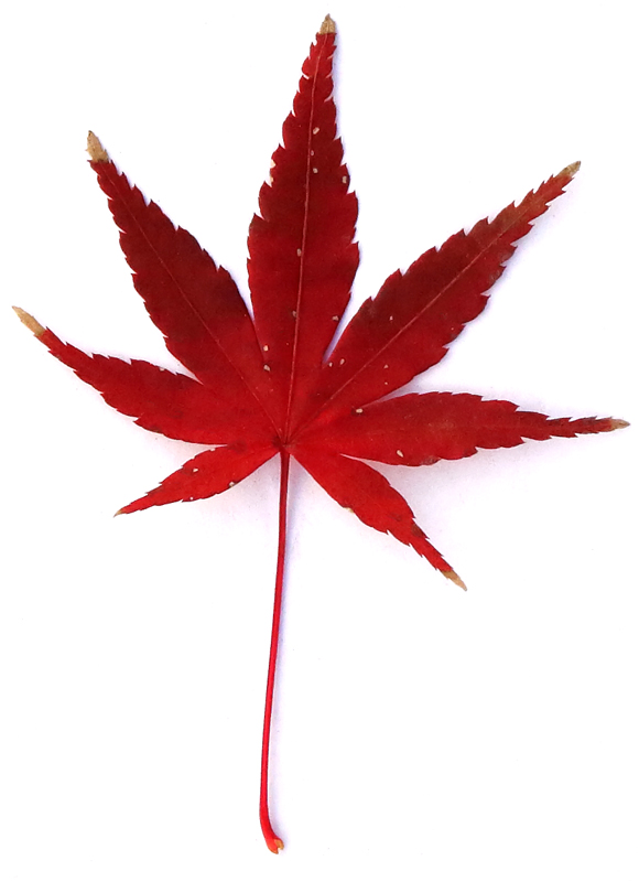 画像4: 道ばたの「落ち葉」を集めて“土を育てる”堆肥をつくる方法。堆肥づくりに向いている葉っぱの解説も/フリーライター・和田義弥さん