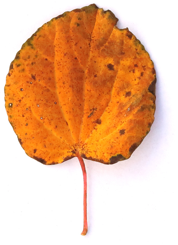 画像3: 道ばたの「落ち葉」を集めて“土を育てる”堆肥をつくる方法。堆肥づくりに向いている葉っぱの解説も/フリーライター・和田義弥さん