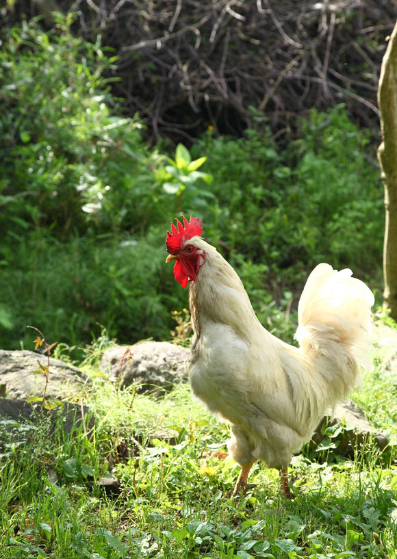 画像: オスは日が昇る前からけたたましく鳴く。隣家が近い場合は配慮が必要