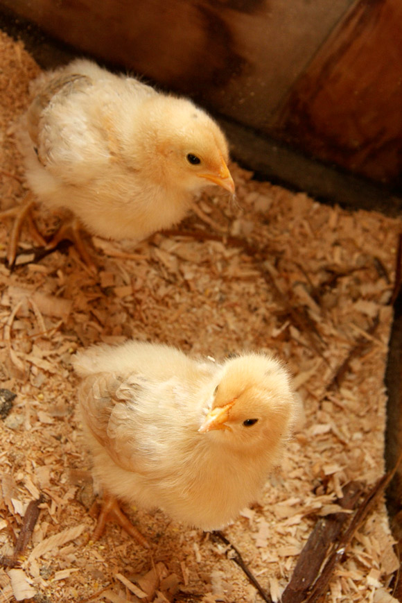 画像: ふ卵場ではふ化したばかりのヒナを販売している。1羽数百円程度