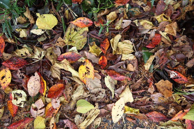 画像: 晩秋の山や森は色とりどりの落ち葉で埋め尽くされる。それが微生物によって分解され、土を肥沃にする
