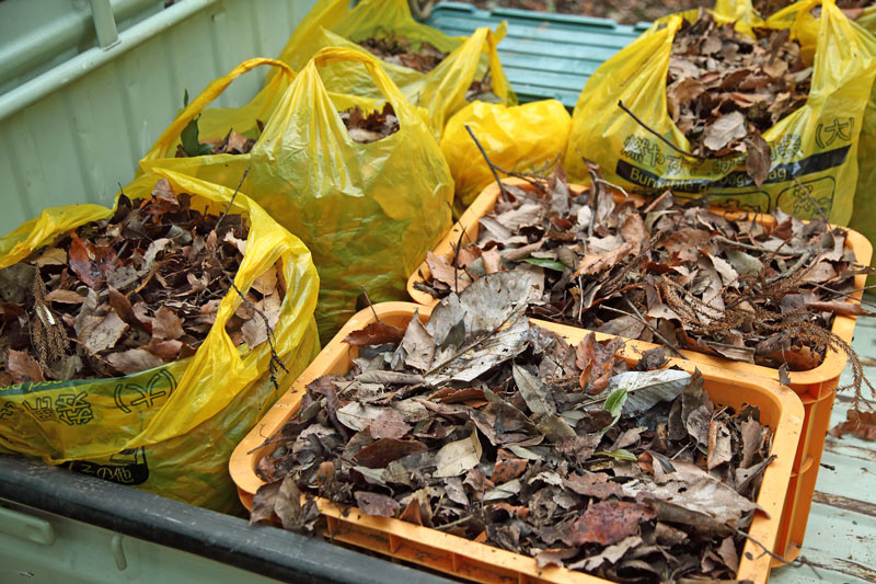 画像: 落ち葉堆肥を仕込むのに、軽トラ1杯分くらいの落ち葉が必要。収穫コンテナやビニール袋に詰めて運ぶ
