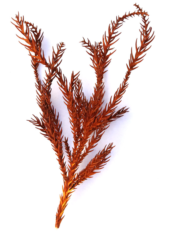 画像6: 道ばたの「落ち葉」を集めて“土を育てる”堆肥をつくる方法。堆肥づくりに向いている葉っぱの解説も/フリーライター・和田義弥さん