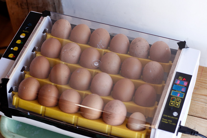 画像: ふ卵器で有精卵をふ化させる。21日でふ化する。オス、メスは選べない