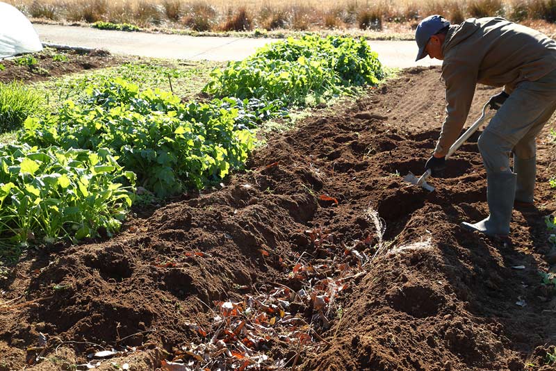 画像4: 落ち葉床のつくり方