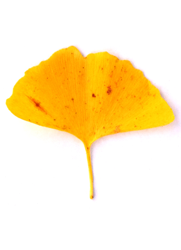 画像5: 道ばたの「落ち葉」を集めて“土を育てる”堆肥をつくる方法。堆肥づくりに向いている葉っぱの解説も/フリーライター・和田義弥さん