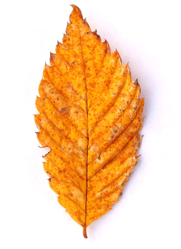 画像1: 道ばたの「落ち葉」を集めて“土を育てる”堆肥をつくる方法。堆肥づくりに向いている葉っぱの解説も/フリーライター・和田義弥さん