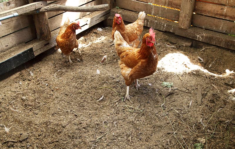 画像2: はじめての「ニワトリ」の飼い方。親鳥やヒナの入手方法からDIYの小屋づくり、じつはほとんど手がかからない“飼育の実際”まで／フリーライター・和田義弥さん