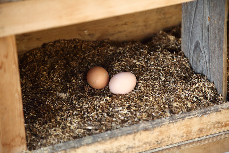 画像3: はじめての「ニワトリ」の飼い方。親鳥やヒナの入手方法からDIYの小屋づくり、じつはほとんど手がかからない“飼育の実際”まで／フリーライター・和田義弥さん