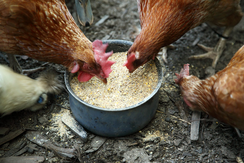 画像4: はじめての「ニワトリ」の飼い方。親鳥やヒナの入手方法からDIYの小屋づくり、じつはほとんど手がかからない“飼育の実際”まで／フリーライター・和田義弥さん