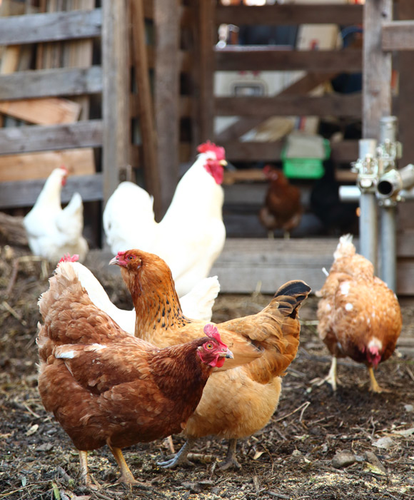 画像: ニワトリにも色々な品種がいる。飼育は、毎日エサと水をやるくらいでほとんど手がかからない。 夜明けにコケコッコーと鳴くのはオスだけ。メスは鳴き声の問題はない