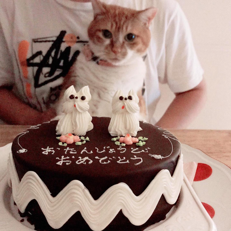 画像3: 13歳のシニア猫・ムギと過ごす「ゆるやか」闘病生活。2年半前からはじめた“糖尿病治療”夫婦と1匹息ぴったりのチームな日常|天然ねこ生活/ムギ(13歳)&イラストレーター・山中玲奈さん