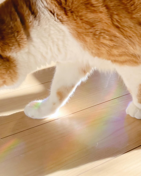 画像2: 同じ病気の猫ちゃんと暮らす方へ