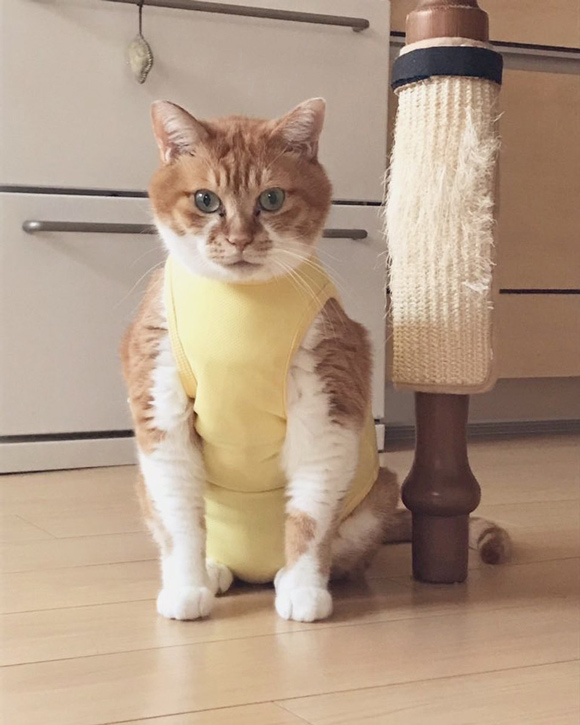 画像5: 13歳のシニア猫・ムギと過ごす「ゆるやか」闘病生活。2年半前からはじめた“糖尿病治療”夫婦と1匹息ぴったりのチームな日常|天然ねこ生活/ムギ(13歳)&イラストレーター・山中玲奈さん