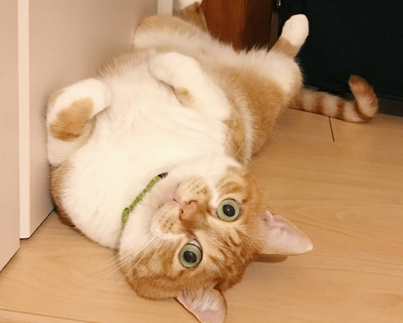 画像4: 13歳のシニア猫・ムギと過ごす「ゆるやか」闘病生活。2年半前からはじめた“糖尿病治療”夫婦と1匹息ぴったりのチームな日常|天然ねこ生活/ムギ(13歳)&イラストレーター・山中玲奈さん