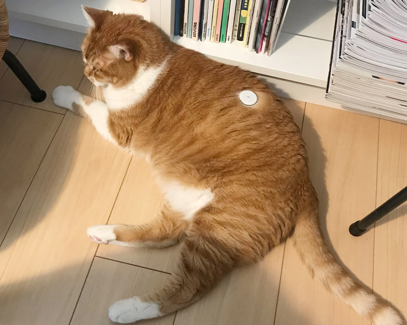 画像: リブレを装着したムギ