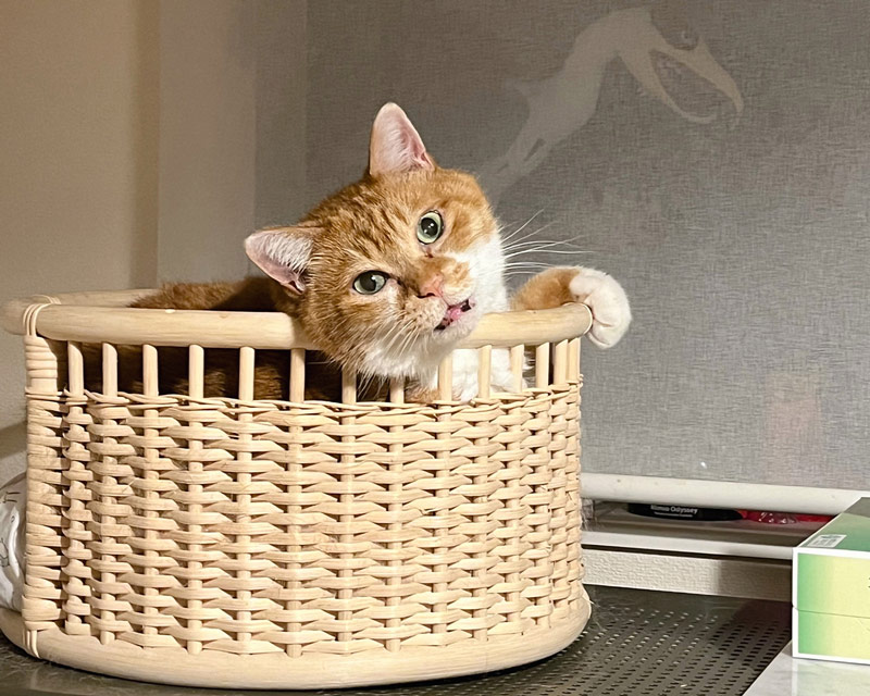 画像: ムギは今日も、ムギらしい