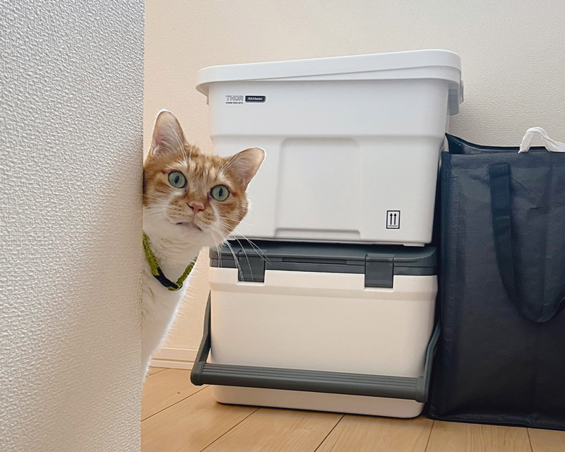 画像1: 同じ病気の猫ちゃんと暮らす方へ