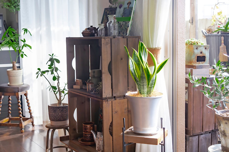 画像: 窓辺から差し込む光を受けて、植物の輪郭がやわらかく浮かび上がります