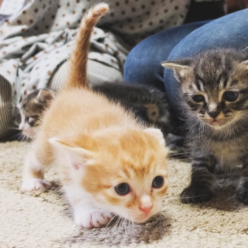 画像2: 13歳のシニア猫・ムギと過ごす「ゆるやか」闘病生活。2年半前からはじめた“糖尿病治療”夫婦と1匹息ぴったりのチームな日常|天然ねこ生活/ムギ(13歳)&イラストレーター・山中玲奈さん