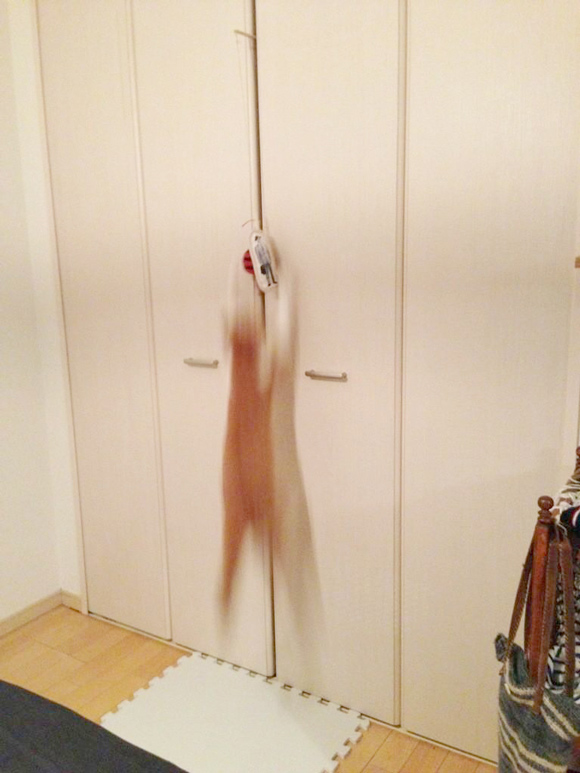 画像: おまけ。子猫時代のムギ。筋トレ中の一枚。シャー!!