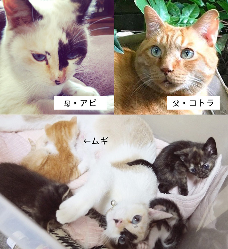 画像1: 13歳のシニア猫・ムギと過ごす「ゆるやか」闘病生活。2年半前からはじめた“糖尿病治療”夫婦と1匹息ぴったりのチームな日常|天然ねこ生活/ムギ(13歳)&イラストレーター・山中玲奈さん