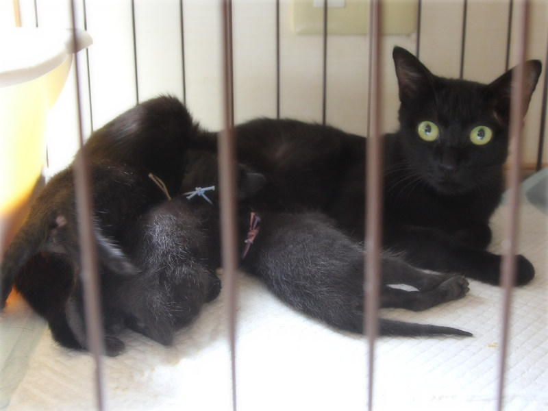 画像: 3兄妹が母猫に連れられて我が家へ