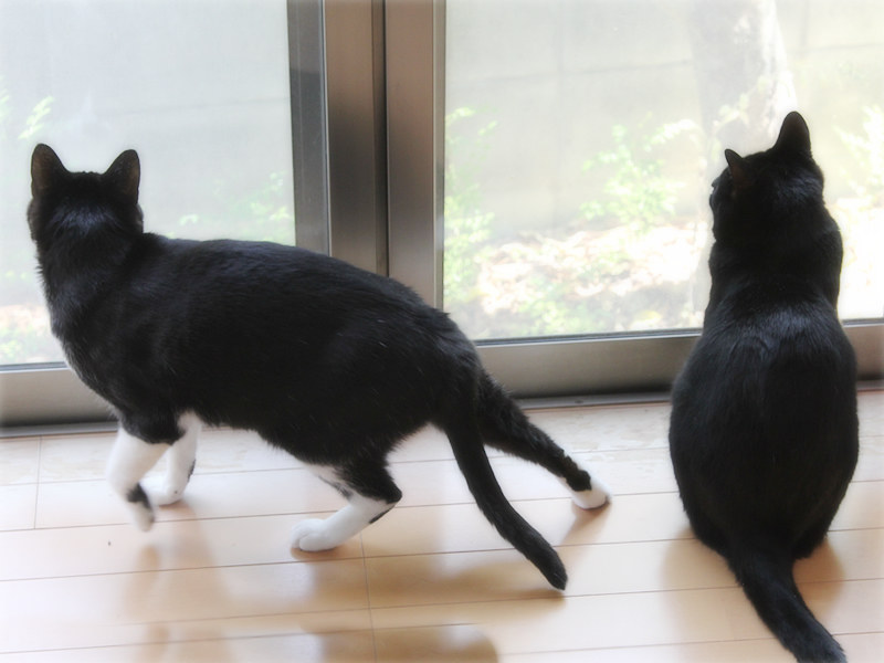 画像: ヒヨドリを見つけてルンルンの全と一