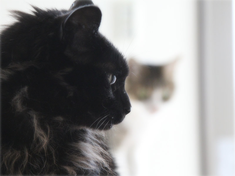 画像: 目が真剣！