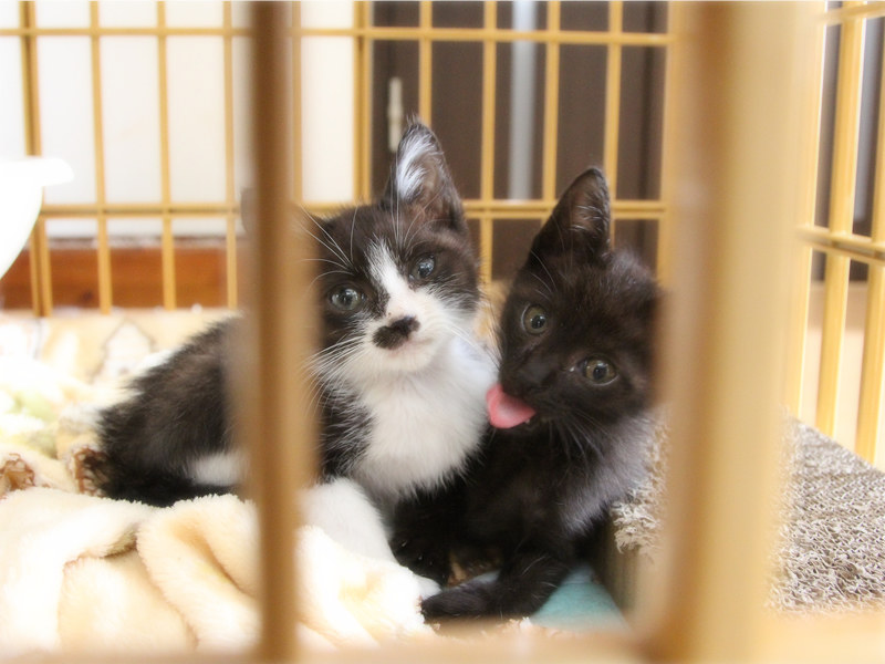 画像: 我が家に来たばかりの2匹