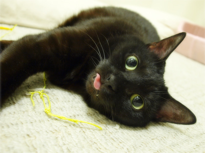 画像: おもちゃが大好きだった「あい」。猫エイズと白血病の猫でした