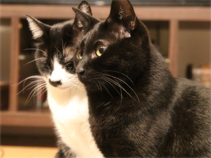 画像: 大きくなってもふたりは仲良し