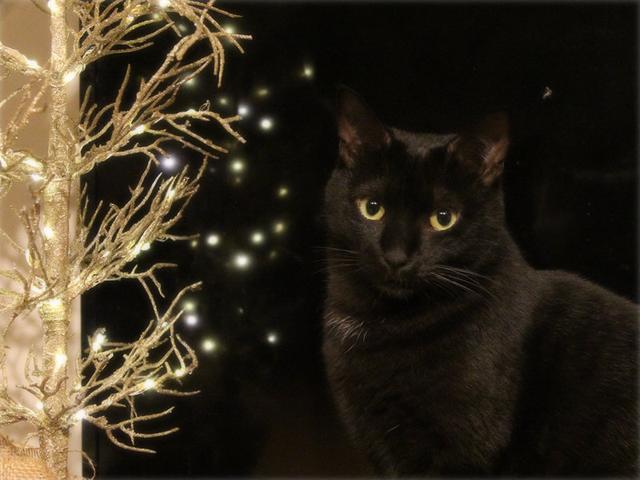 画像: 生きづらい世界で、猫が教えてくれたこと - 天然生活web