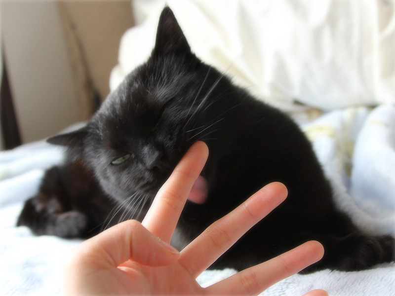 画像: 泣いていると励ましてくれる、やさしい猫たち