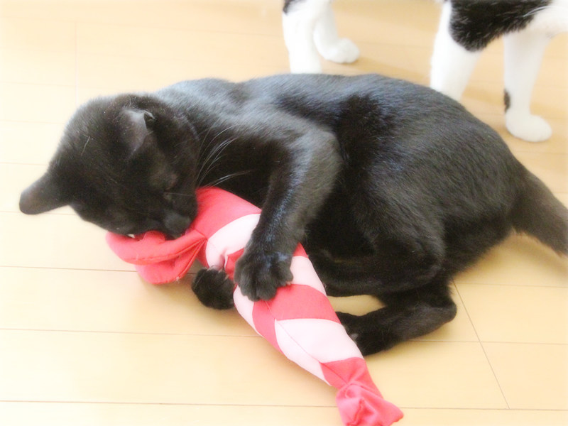 画像: 大掃除で見つけたおもちゃにハッスル！