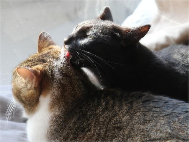 画像: 生きづらい世界で、猫が教えてくれたこと - 天然生活web