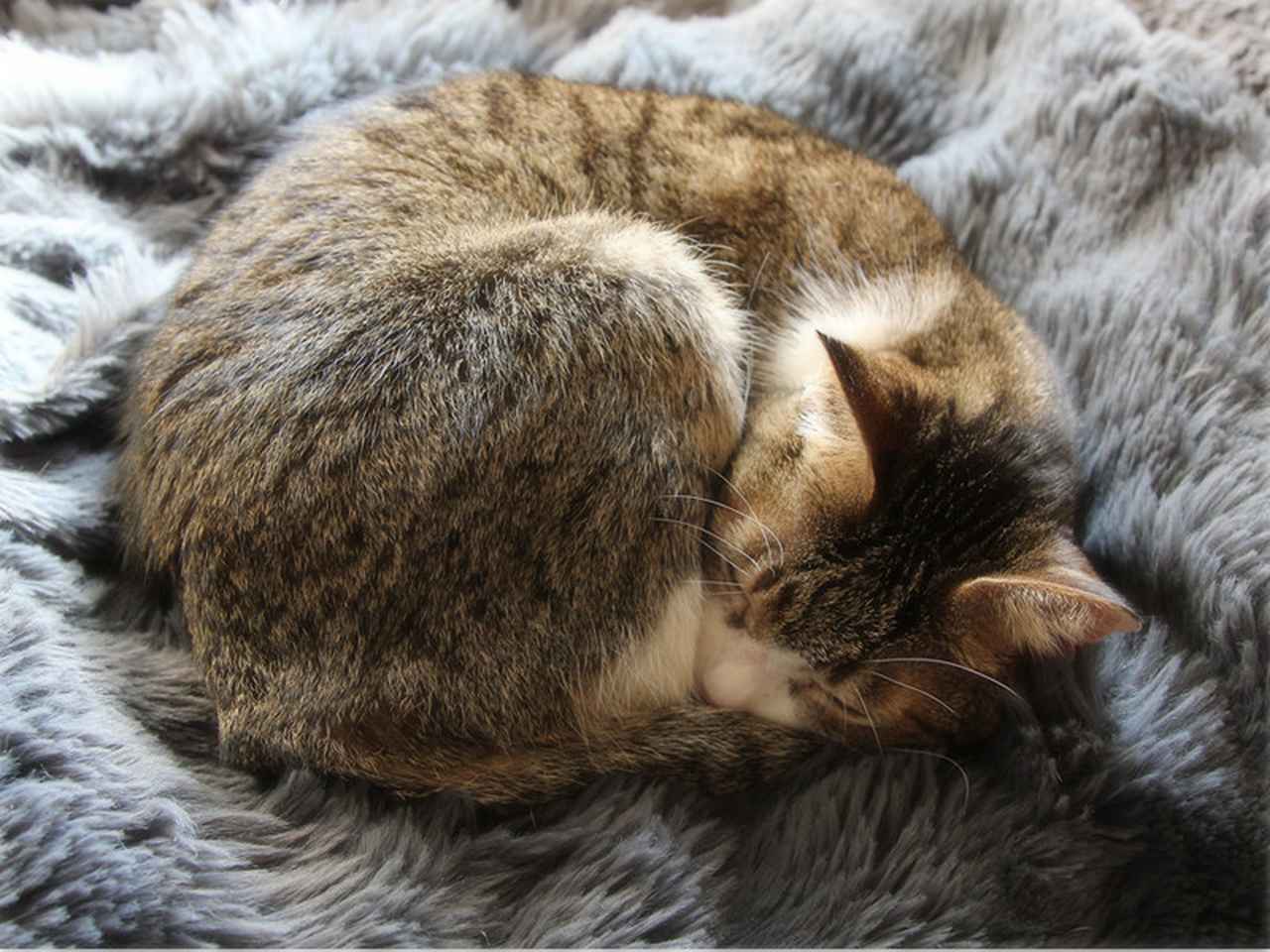 画像: 生まれたばかりでなぜか家の前を彷徨っていた「こころ」。いまはすっかり甘えた家猫に