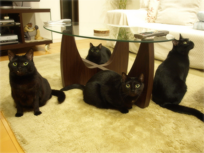 画像: 我が家のスタメン(ビー、あい、ぴょん、ヒナ)