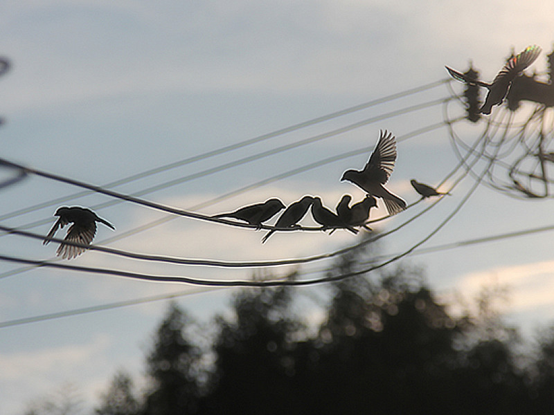 画像: 電線に集まるヒヨドリたち