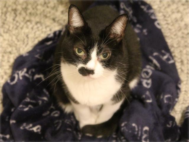 画像: 生きづらい世界で、猫が教えてくれたこと - 天然生活web