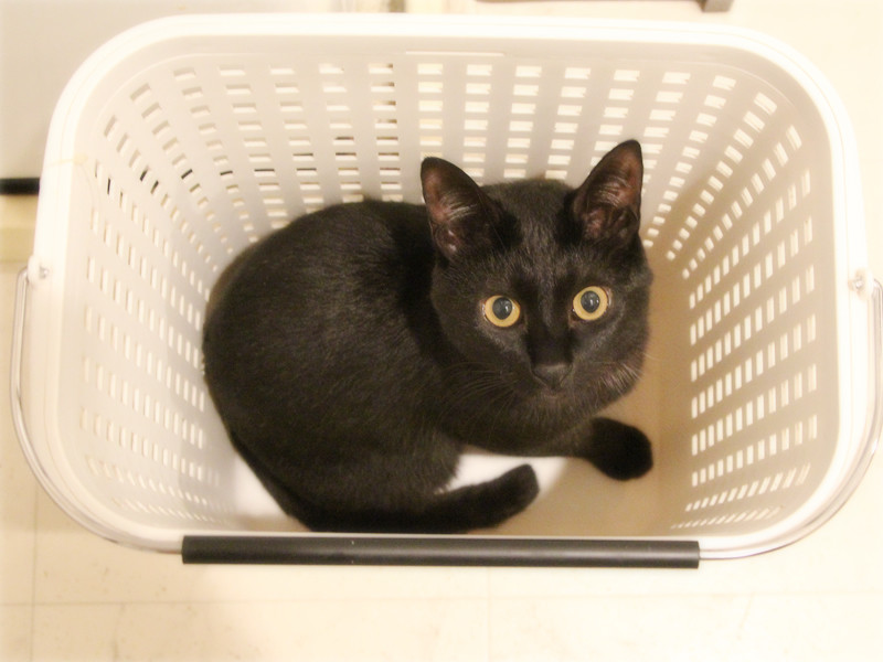 画像: 掃除の邪魔をしている「一」