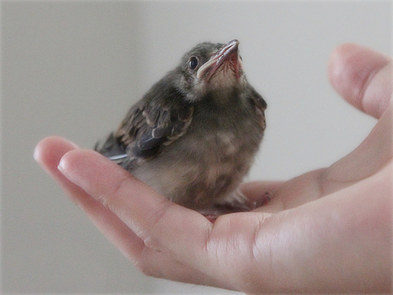 画像: 保護したばかりの頃の「ヒヨ」